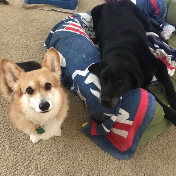 Meet your Posher, Everly - Picture 2 of 5